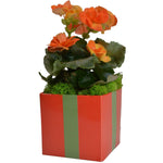 Load image into Gallery viewer, Tangerine Tango 4" FlowerBox Vase (Carton of 120) - FlowerBox
